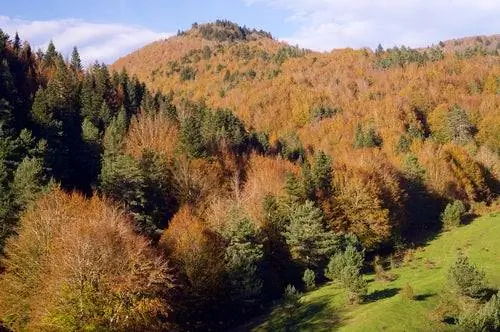 Осень в джунглях Ирати Осень в джунглях Ирати