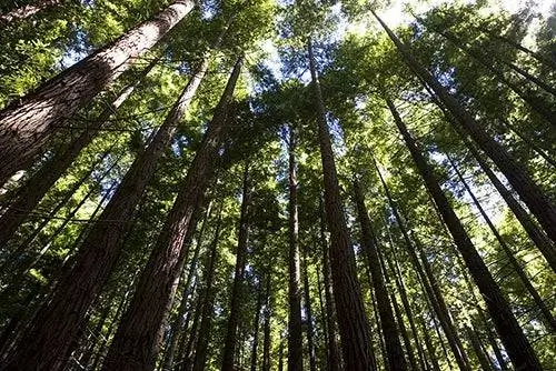 Секвойи в Монте Кабесон