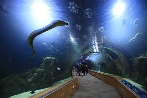 Туннель в океанографии Валенсии