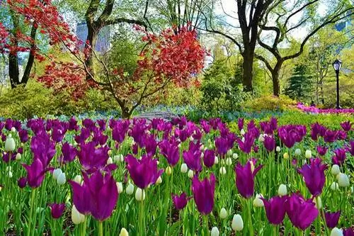 Центральный парк Нью-Йорка весной