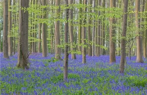 Халлербос весной