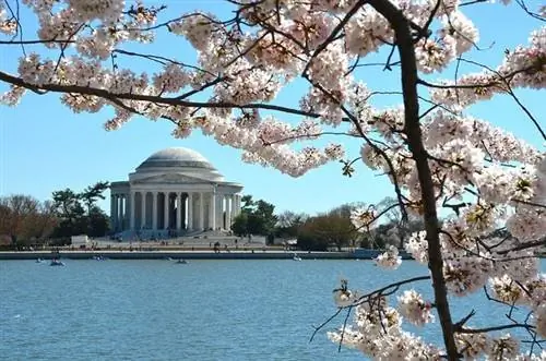 Вишневые деревья в Вашингтоне