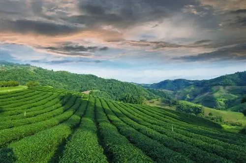 Мэ Салонг в Таиланде