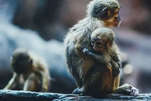 Биопарк в Фуэнхироле