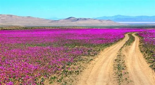 Пустыня Атакама в Чили
