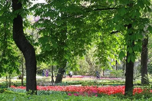 Мадридский ботанический сад