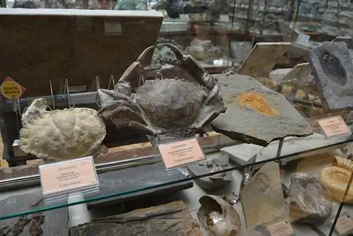 Окаменелости в музее Геоминеро