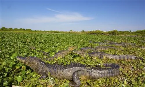 Мату-Гросу-Пантанал в Бразилии
