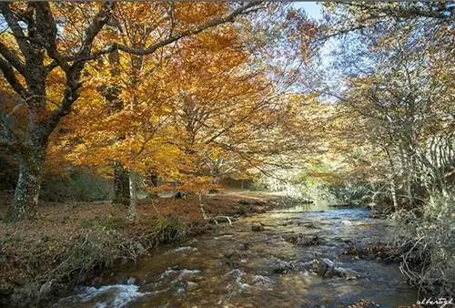 Буковый лес Монтехо в Мадриде