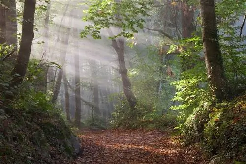 Фагеда ден Хорда в Жироне