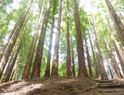 Монте Кабесон в Кантабрии