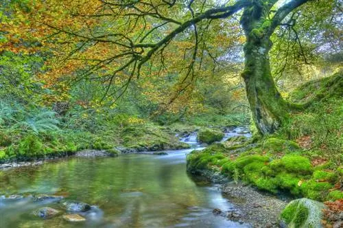 Лес Муниеллос в Аструиасе