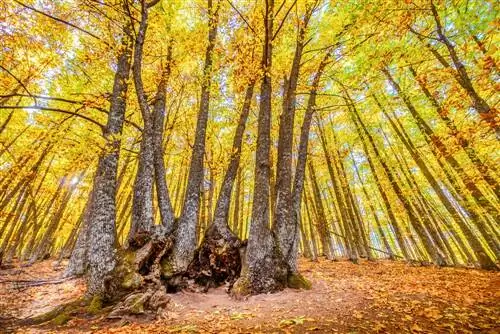 Испанские леса: каштановая роща Эль Тьембло