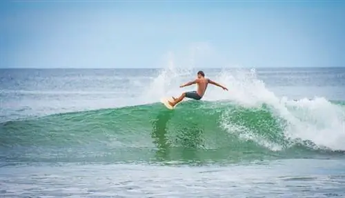 Тамаринд в Коста-Рике