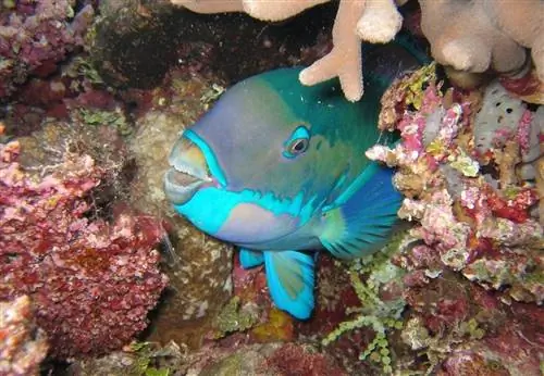 Рыба на Большом Барьерном рифе