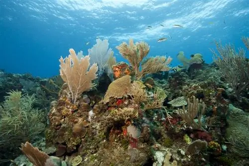 Роатанские рифы