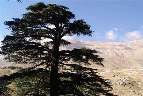 Бшарре в Ливане