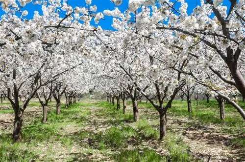 Цветение вишни в долине Херте