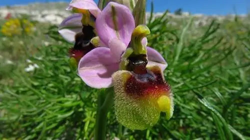 Дикая орхидея в Гаргано