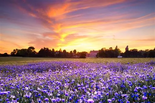 Цветы в Корнуолле