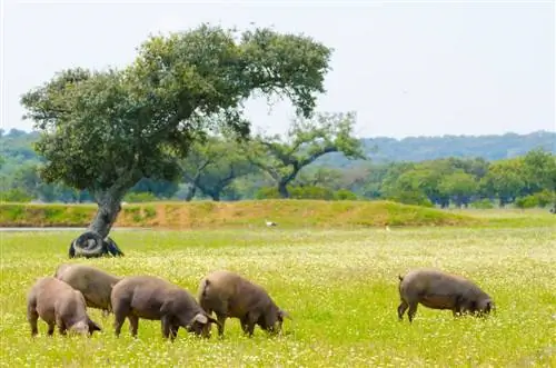 Бадахос-Деэса