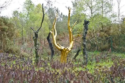 Лес Броселианде