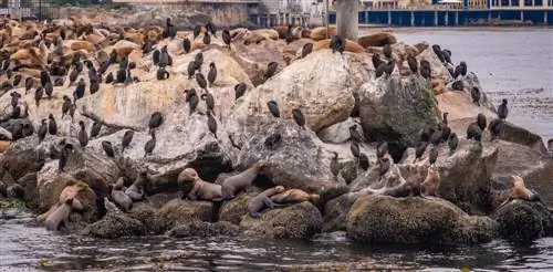 Монтеррей в США: встречайте морских львов