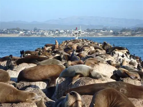 Морские львы в Монтеррее в США