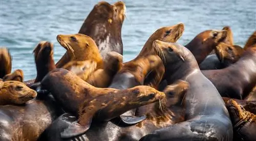 Морские львы в Монтеррее в США