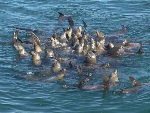 Морские львы в Монтеррее