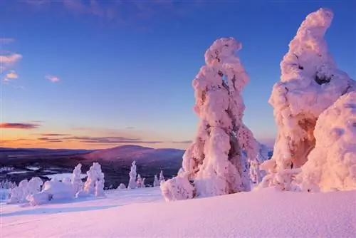 Леви в Лапландии