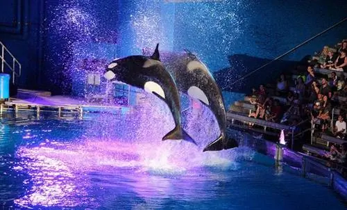 Шоу в Seaworld Орландо