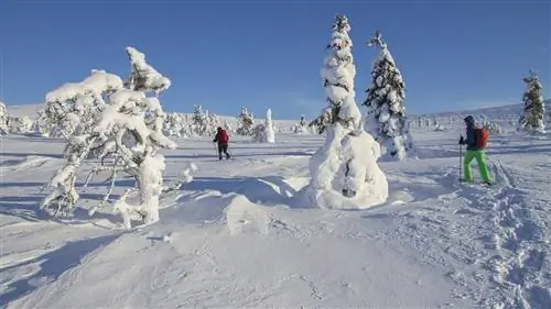 Туристы в Лапландии