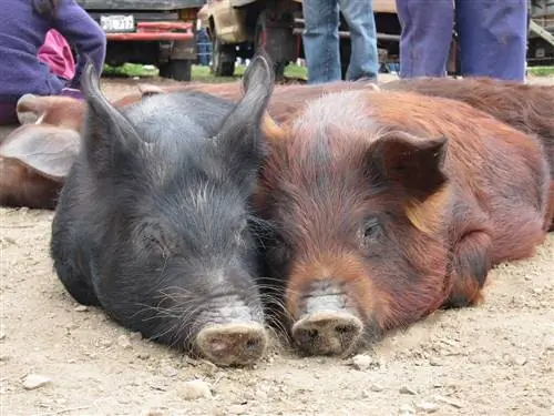 Животный рынок Отавало