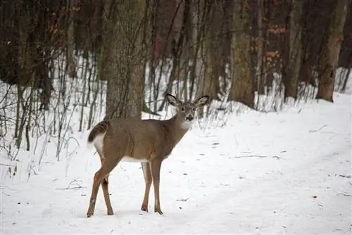 Олень в Лемуан-Пойнт