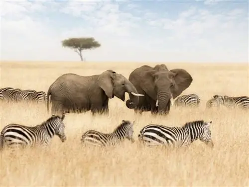 Мы посетили треугольник Масаи Мара в Кении.