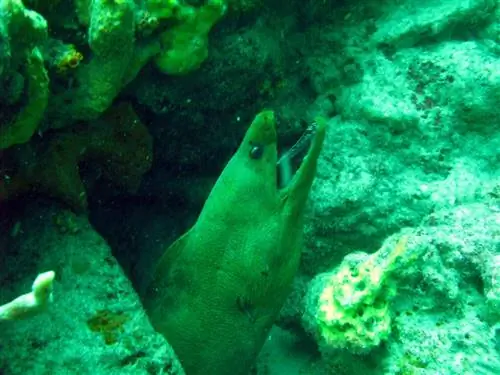 Гигантская мурена в глубинах Сент-Люсии