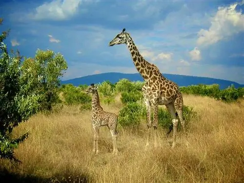 Жирафы в Самбуру