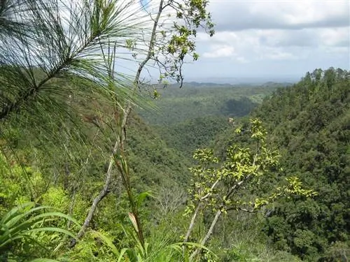 Маунтин-Пайн-Ридж в Белизе