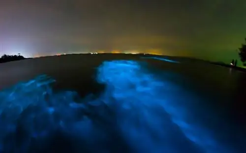 Явление биолюминесценции