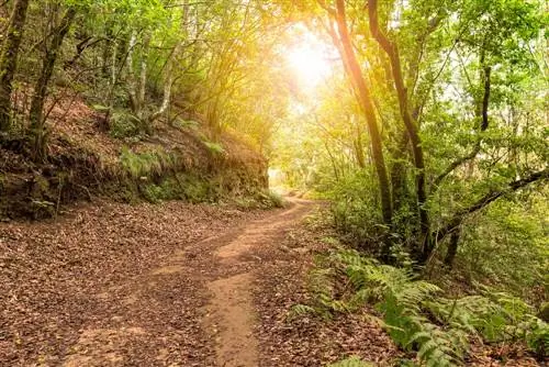 Лавровый лес в Анаге