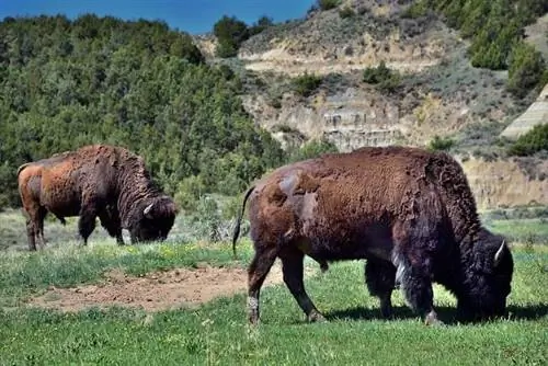 Бизон в парке