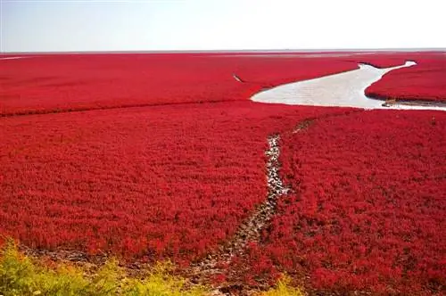 Красный пляж, одно из нереальных мест, которые стоит увидеть в Китае.