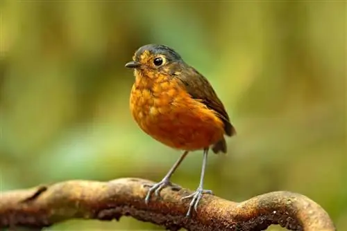 Биколор Торорой