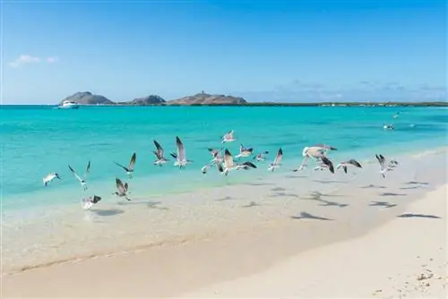 Птицы в Лос-Рокесе