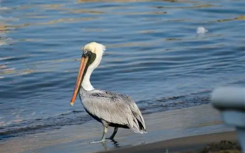 Пеликан в Мансанильо, место для любителей птиц