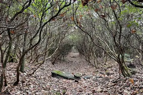 Рэйчел Левитт_Highlands Nature3