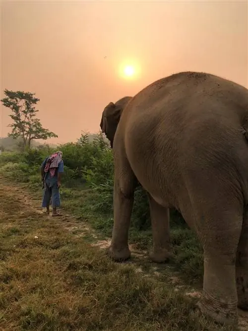Прогулка со слонами