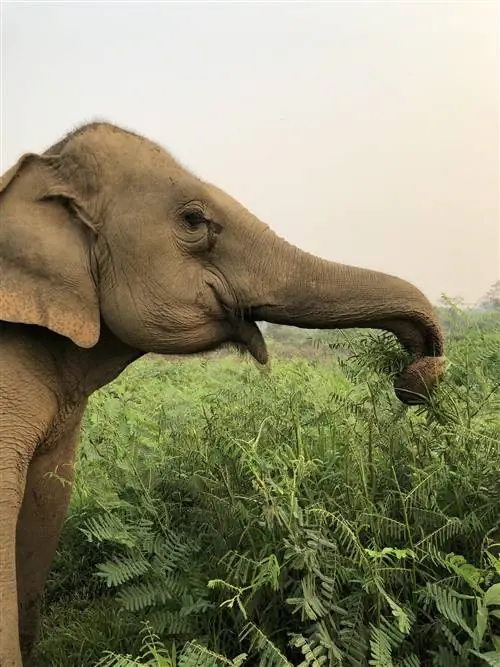 слон пасется