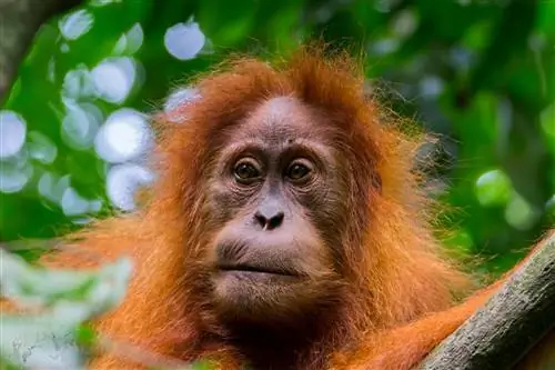Вот как можно увидеть последних диких орангутангов